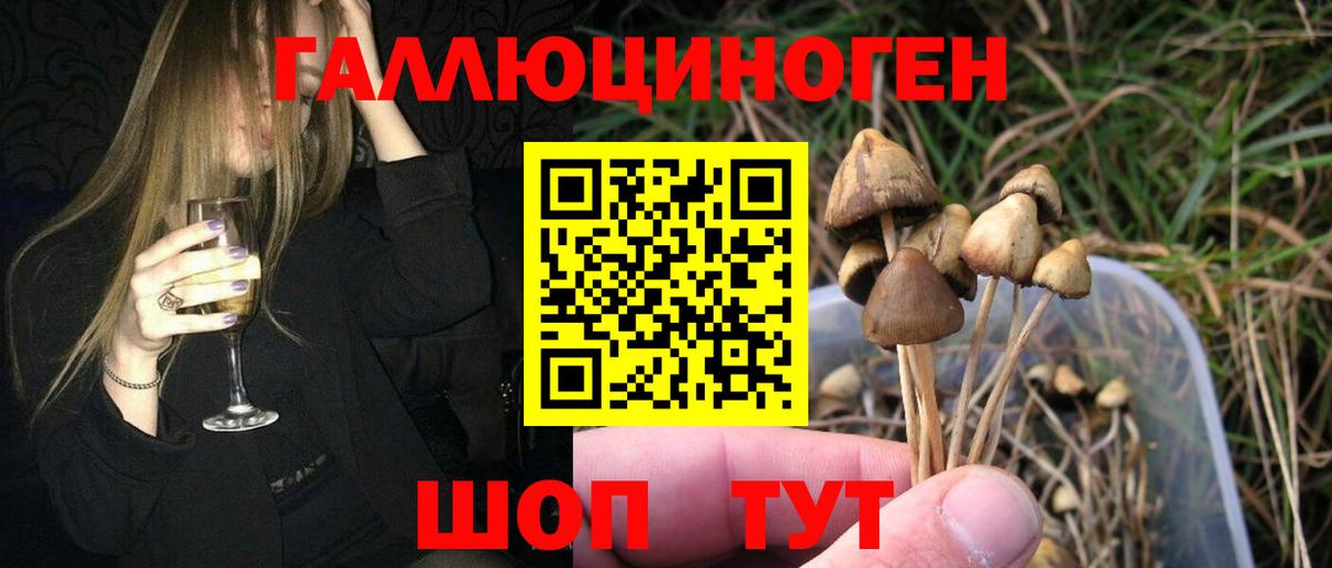 Псилоцибиновые грибы Psilocybe Выборг